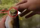 VIDEO – Din gura peștelui a început să iasă ceva ciudat – Când și-a dat seama, pescarul a început să țipe de frică