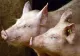 Focar de pestă porcină africană în Botoşani. Ce au decis autoritățile