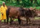 Ciocniri VIOLENTE între agricultori și reprezentanții Guvernului, la o manifestație, în India. 8 persoane și-au pierdut viața
