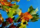 Temperaturi de primăvară în octombrie. SCHIMBĂRI IMPORTANTE, așteptate de miercuri: ce se întâmplă în weekend