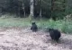 O ursoaică și cei trei pui, capturați și relocați în pădure, după „vizitele” frecvente în Brașov - IMAGINI de la prima operațiune fără violență