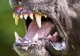 Întâmplare ÎNFIORĂTOARE! O fetiţă de 4 ani, atacată și mușcată de un PITBULL