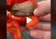 VIDEO – A cumpărat un ardei care părea normal. Deodată ceva a început să se miște în interiorul legumei – Când l-a desfăcut s-a speriat și l-a aruncat imediat pe jos