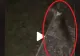 VIDEO – Când câinele nu latră, dar se uită insistent într-un punct fix, este semnalul de pericol maxim – Lecția învățată de un internaut