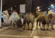 FOTO | Cămile în libertate pe străzile din Madrid, după ce au EVADAT de la un circ