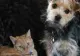 Animalele de companie din China, în pericol de moarte în timpul pandemiei COVID-19 - Măsura autorităților comuniste