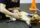 FOTO | TRANSPLANT REVOLUȚIONAR la un câine fară picioare! Cum arată acum