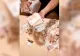 VIDEO – O româncă a fost arestată după un filmuleț pe TikTok în care număra teancuri de euro: “Am bani să va-ngrop, dușmanilor”