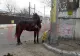 Cal abandonat pe străzile din Bârlad, salvat de polițiști și de jurnaliști