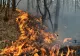 Incendiu puternic la Oituz: pădurea a luat foc