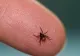 Descoperire REVOLUȚIONARĂ! Un VACCIN experimental protejează împotriva bolii transmise de căpuşe