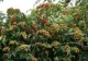 Planta miraculoasă care vindecă obezitatea - recomandată de endocrinologi. Cura, mai eficientă decât micșorarea stomacului 