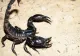 Incident ȘOCANT în Capitală! O angajată de la IKEA, înțepată de un scorpion