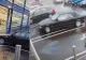 VIDEO | Scene șocante în Hunedoara: Şoferiţă surprinsă când distruge un magazin