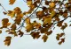 Avertisment meteo - COD GALBEN de fenomene EXTREME periculoase: ceață și vânt puternic