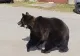 PANICĂ uriașă la o școală din Prahova - Elevii, în pericol, după ce un urs a ajuns chiar la ușă | FOTO&VIDEO