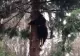 VIDEO | Ursul greșit, prins în capcana braconierilor. Silvicultorii au salvat animalul sălbatic