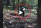 VIDEO – Ursul alerga prin pădure, în mare viteză, și a fost la un pas să dea peste oameni – Cum a reacționat când i-a văzut