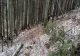 FOTO Bărbat decedat după ce a fost lovit de un copac, într-o pădure din Bistrița-Năsăud. A fost sesizată Inspecția Muncii 