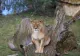 O LEOAICĂ de la grădina zoologică din Belgia a fost testată POZITIV cu COVID-19! Ce simptome are felina 