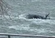 FOTO + VIDEO | O femeie a murit după ce a căzut cu mașina în Cascada Niagara. Operațiune dramatică de salvare