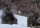 VIDEO 3 pui de urși se hârjonesc în zăpadă - Imagini deosebit de RARE
