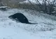 Imagini INEDITE: Cum se bucură o vidră de zăpadă - VIDEO