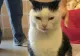 Anunțul de adopție care a șocat: "Perdita, cea mai rea pisică din lume. Credeam că e bolnavă, dar e doar nesuferită" - VIDEO