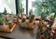 Cactusul, aliatul de nădejde al sănătății tale. Care sunt beneficiile ascunse ale celebrei plante