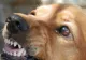 Un bărbat din județul Argeș a murit după ce a fost mușcat de picior de un câine! Animalul i-a secționat o arteră