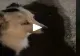 VIDEO – Din botul câinelui se auzea un zumzăit puternic și ciudat – Stăpânul animalului s-a speriat și a filmat totul – Deznodământ neașteptat