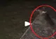 VIDEO – Când câinele nu latră, dar se uită insistent într-un punct fix, este semnalul de pericol maxim – Lecția învățată de un internaut