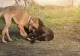 Panică pe străzile din Bistrița. Animale ucise de un câine extrem de agresiv