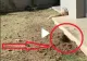 VIDEO – Aparuse o gaura sub casa si se auzeau zgomote ciudate. Proprietarul a inceput sa filmeze si deodata a iesit ceva din interior