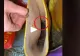VIDEO – A vrut să-și pună cizmele de ploaie, însă s-a îngrozit când a văzut ce e înăuntru