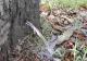 VIDEO "Minunea" de la Timișoara, copacul din care tâșnește apă. Ce au descoperit specialiștii