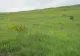 Dealul lui Dumnezeu. Locul din România unde trăiește un animal biblic, unic în lume