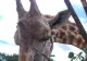 Momo, cea mai bătrână girafă a murit, în Japonia. Cum i-a cucerit pe oameni timp de 32 de ani - FOTO