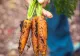 Morcovii românești, pe cale de dispariție! Fermierii nu-i mai cultivă, pentru că cei din import sunt mai ieftini