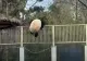 VIDEO | Un ursuleț Panda a evadat de la grădina zoologică din Beijing