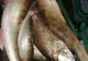 ALERTĂ sanitară la o fermă piscicolă din Buzău: 90.000 de pești au murit  