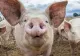 AVERTISEMENTUL fermierilor: Prețul cărnii de porc ar putea ajunge la 40 de lei kilogramul