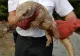 Părea un pui de crocodil, așa că l-a luat acasă. Puțin mai târziu a avut un șoc. Ce era, de fapt, creatura - FOTO