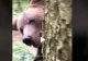 VIDEO - Imagini virale cu "atacul" unui urs - A apărut din spatele unui pom și l-a surprins pe un turist