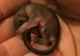 A salvat un puiuţ găsit pe stradă. Când a crescut, creatura se transformase. Ireal ce era, de fapt, animalul - FOTO