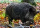 Tânăr, în comă, după ce a fost mușcat de un porc mistreț, în Iași