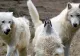 VIDEO | Imagini spectaculoase. O haită de lupi a fost surprinsă în Cheile Carașului