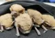 Sediul Poliţiei Ţăndărei, invadat de lilieci. Cui au cerut ajutor oamenii legii
