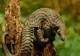 O nouă specie de pangolin, cea mai veche din Europa, a fost descoperită în România