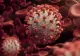Bilanț coronavirus - 6 ianuarie - Peste 6.000 de cazuri noi - Câte decese s-au înregistrat și cât de DRAMATICĂ este situația din spitale